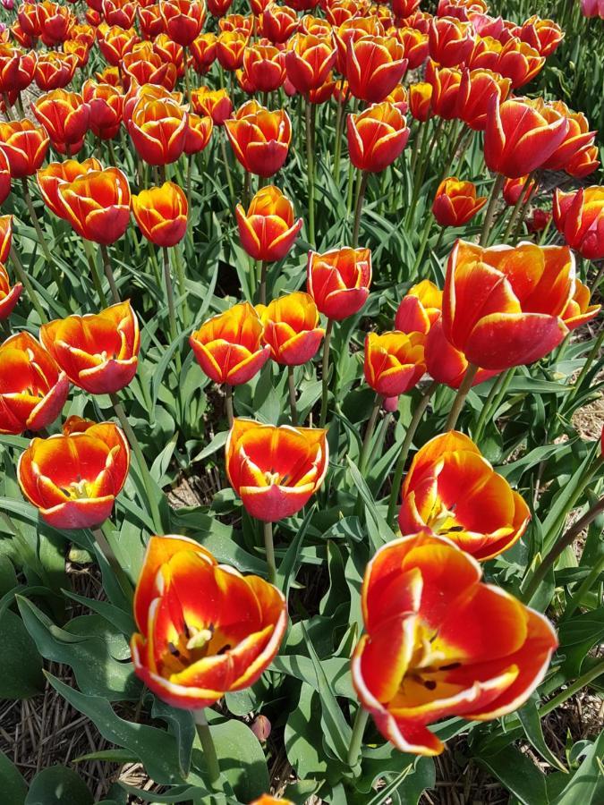 Romantisch Huisje Nabij Het Strand Met Uitzicht Op De Tulpenvelden Julianadorp Bagian luar foto