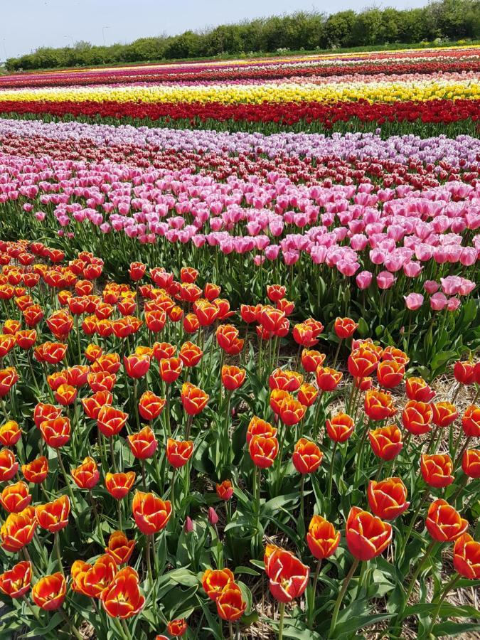 Romantisch Huisje Nabij Het Strand Met Uitzicht Op De Tulpenvelden Julianadorp Bagian luar foto