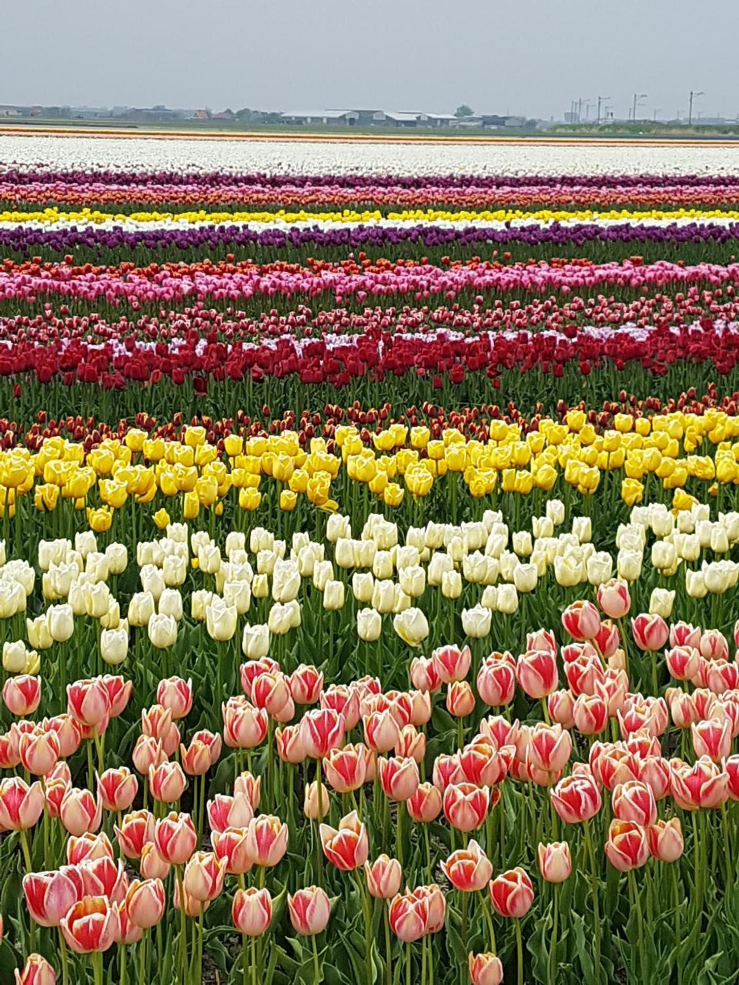 Romantisch Huisje Nabij Het Strand Met Uitzicht Op De Tulpenvelden Julianadorp Bagian luar foto