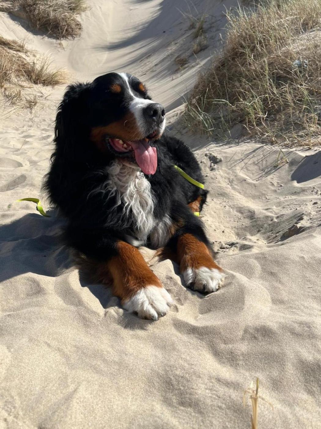Romantisch Huisje Nabij Het Strand Met Uitzicht Op De Tulpenvelden Julianadorp Bagian luar foto
