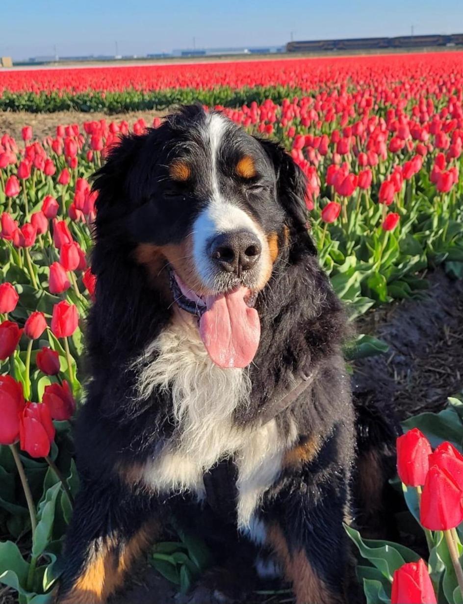 Romantisch Huisje Nabij Het Strand Met Uitzicht Op De Tulpenvelden Julianadorp Bagian luar foto