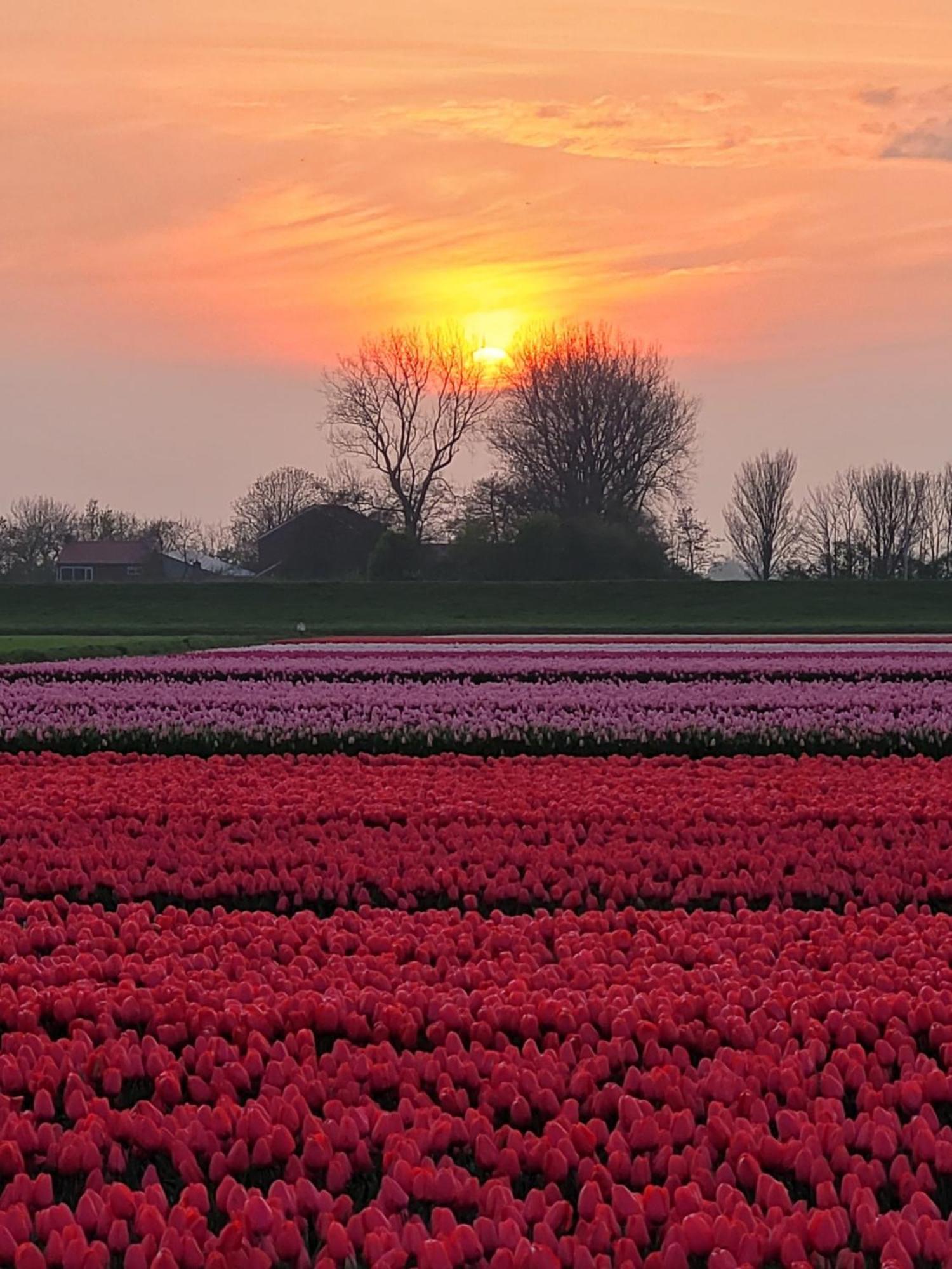Romantisch Huisje Nabij Het Strand Met Uitzicht Op De Tulpenvelden Julianadorp Bagian luar foto